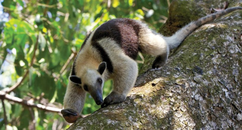 anteater-ecotourism-in-Costa-Rica-Osa-Peninsula