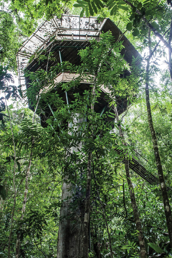 treehouse-Ecolodge-Finca-bella-vista-Ecotourism-in-Costa-Rica