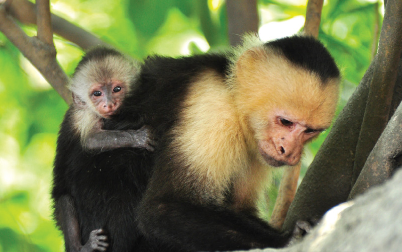 Palo-verde-boat-tour costa rica-white-face-monkey