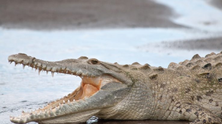 American Costa Rica Crocodile