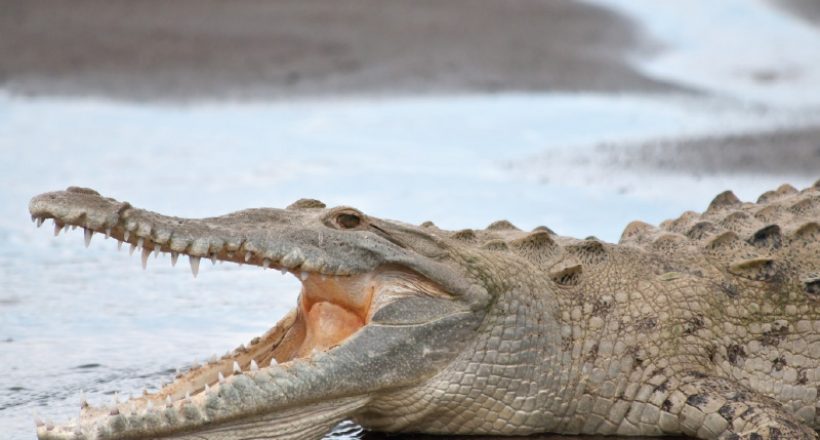 American Costa Rica Crocodile