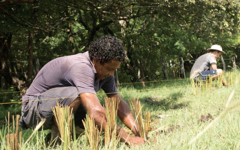 vertiver-grass-land-use-symposium-resotring-our-watershed-tamarindo