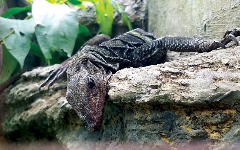 Parque Reptilandia costa rica