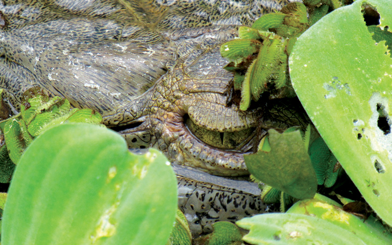 Parque Reptilandia costa rica