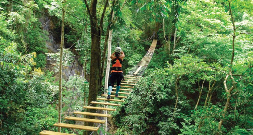 Sky Bridge Tour Rainforest Adventures