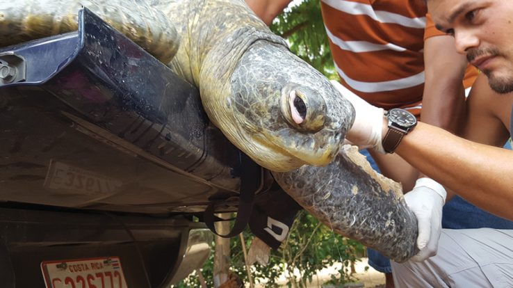 Wildlife Rescue: Turtle in Trouble
