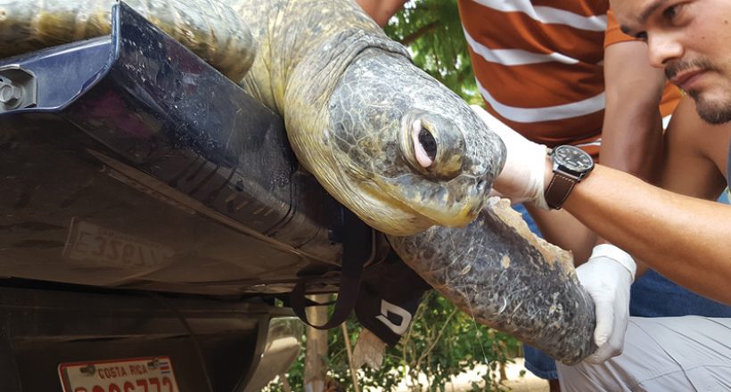 Wildlife Rescue: Turtle in Trouble