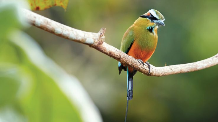 Costa Rica Motmot Birds – Commonly Odd-Looking