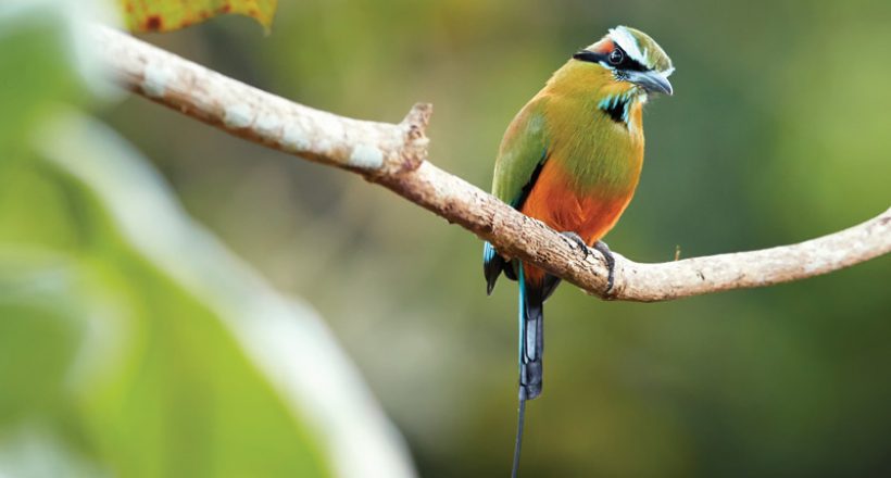 Costa Rica Motmot Birds – Commonly Odd-Looking