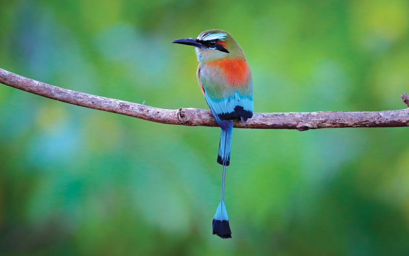 Turquoise-browed-motmot