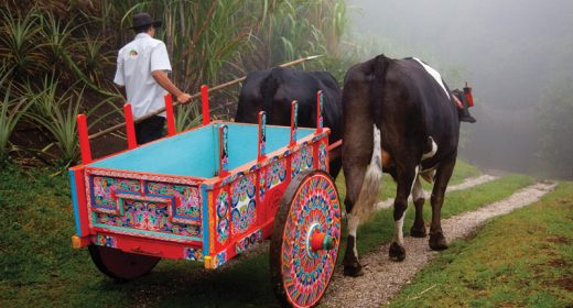 Wheels to the World – Ox cart of bygone era a cultural treasure today