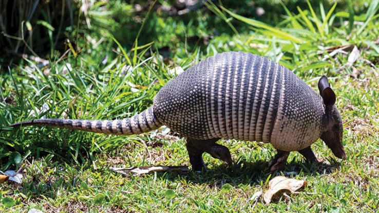 Nine-Banded Armadillo