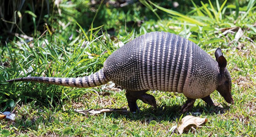 Nine-Banded Armadillo