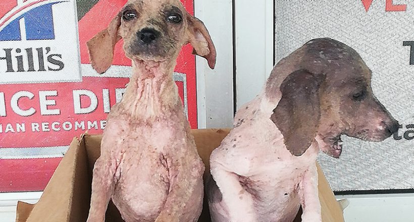 Another Rescue Case: What’s Involved? Priority Protocol Saves Pair of Pups