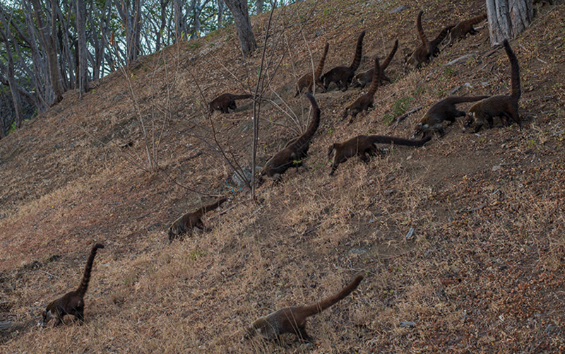 Reserva-Conchal-wildlife-Coati-family