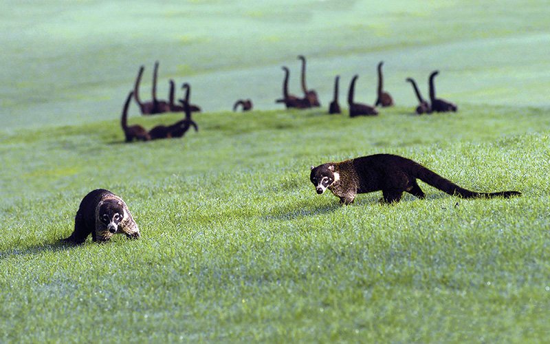 Wildlife-coati-Reserva Conchal