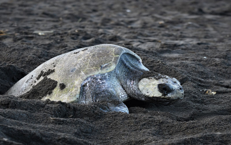 this beach is known for its turtle nesting