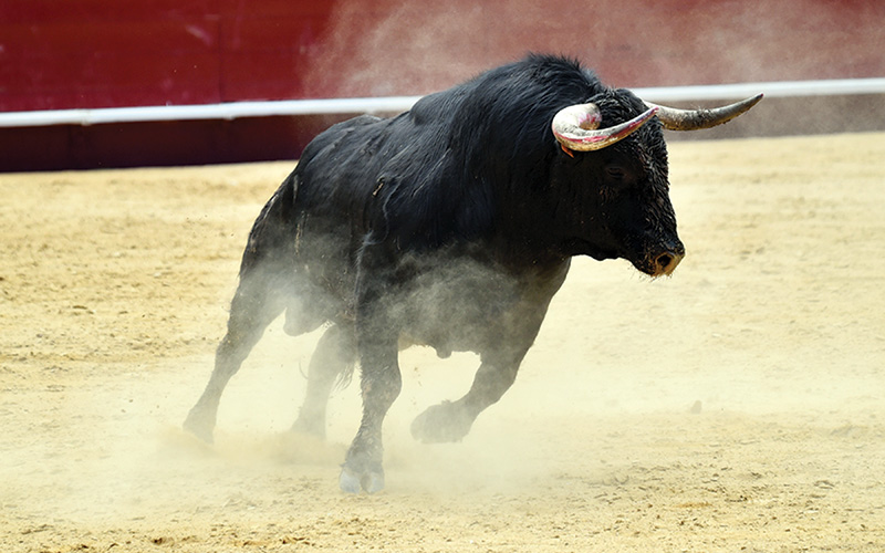 You don't want to get hurt by the bull in the ring during a fiesta in costa rica