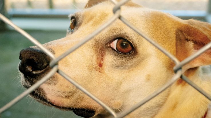 A Place In Between: Boarding Facility for Rescue Cases