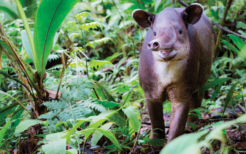 wild tapir in the jungle costa rica