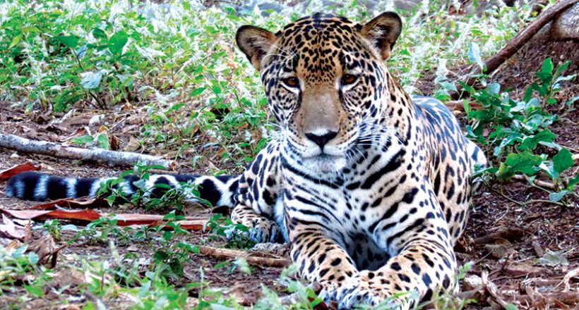 Las Pumas Animal Rescue Center Not Responsible for Cross-Species Love