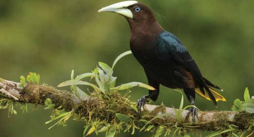 Creature Feature: Oropendolas of Costa Rica