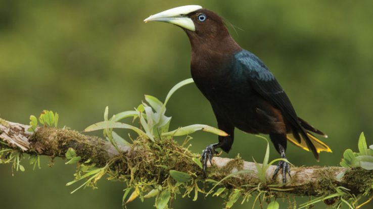 Creature Feature: Oropendolas of Costa Rica