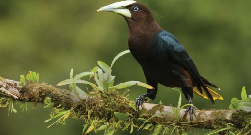 Creature Feature: Oropendolas of Costa Rica