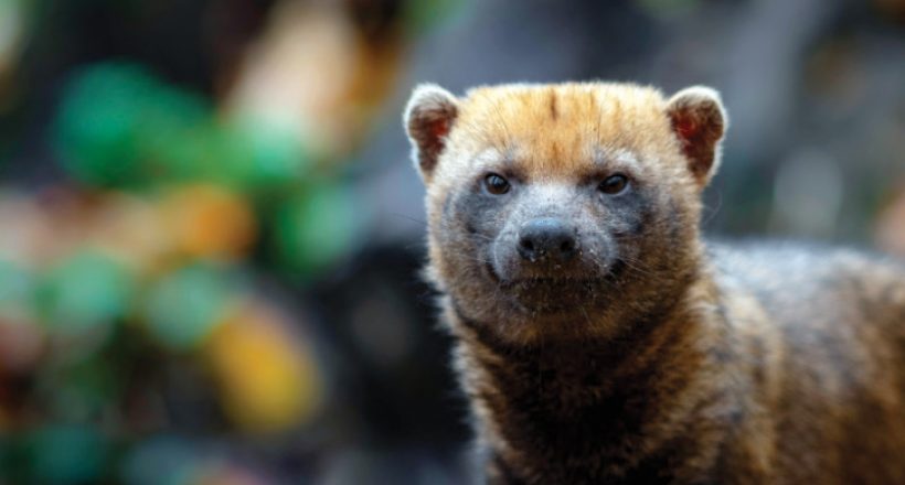 Bush Dog – Costa Rica’s Newest and Rarest Animal