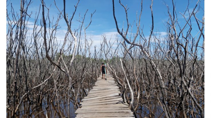 Playa Avellanas- Where Surfers, Foodies and  Farmers Unite