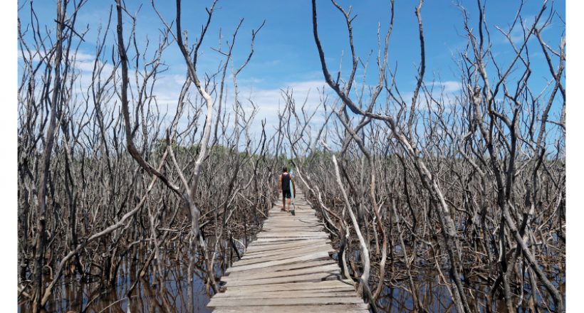 Playa Avellanas- Where Surfers, Foodies and  Farmers Unite