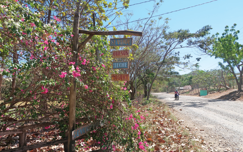 locally made cheese and milk in playa avellanas costa rica