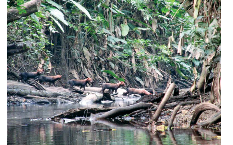 rare animals in costa rica