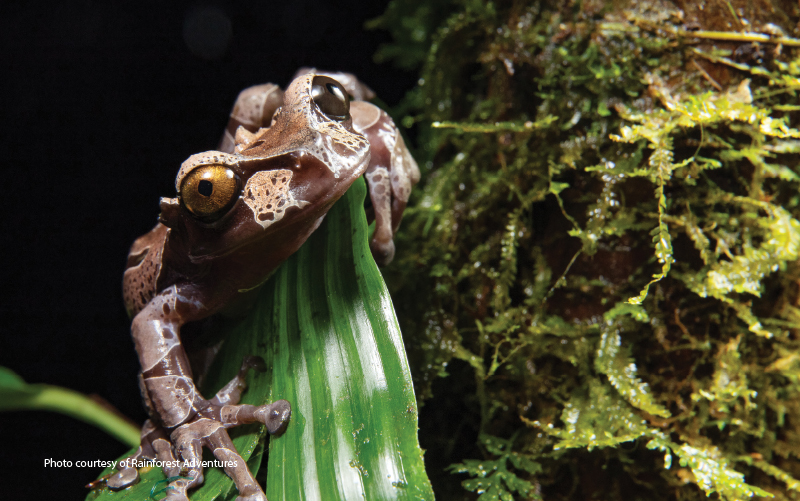 tree frogs costa rica