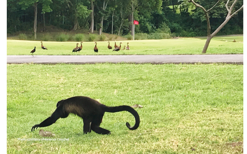 golfing in costa rica