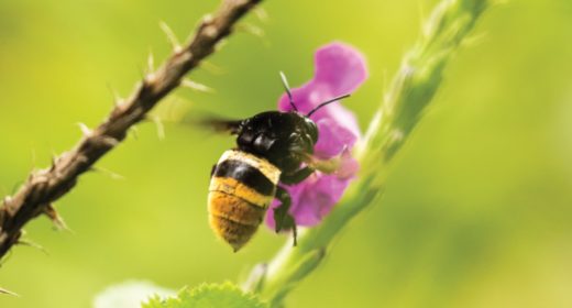 Eco-Friendly Flora  Protect Our Fauna- “Bee” Kind to Vital Insects