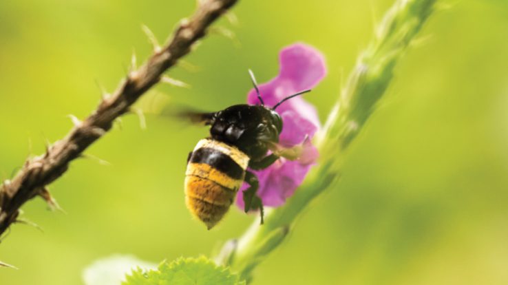 Eco-Friendly Flora  Protect Our Fauna- “Bee” Kind to Vital Insects