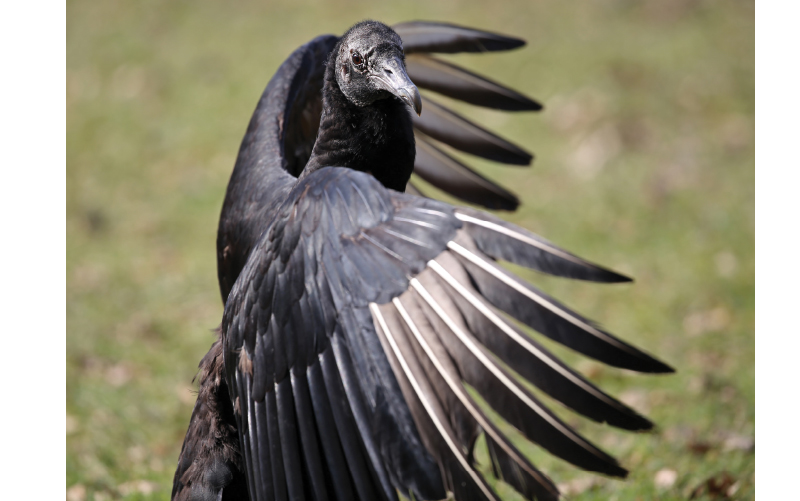 black vultures costa rica