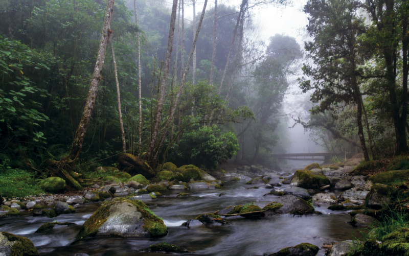 cloud forest costa rica