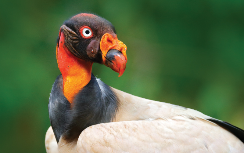 vultures in costa rica