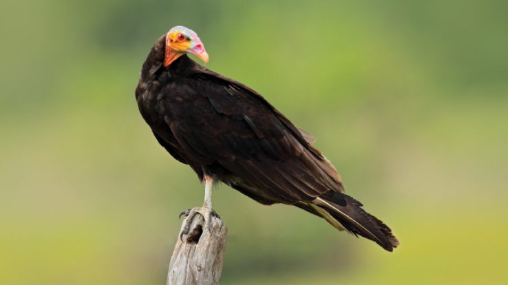 Costa Rican Vultures:  Hey … Somebody Has to Take Out the Garbage!