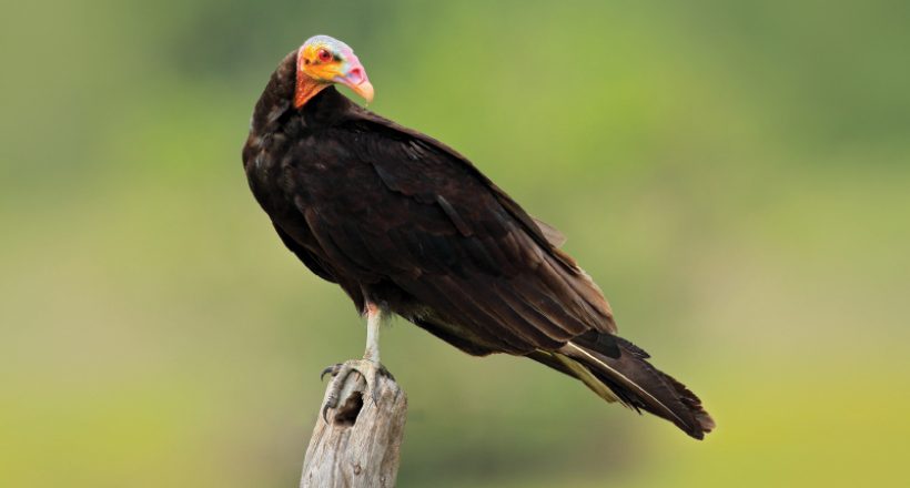 Costa Rican Vultures:  Hey … Somebody Has to Take Out the Garbage!