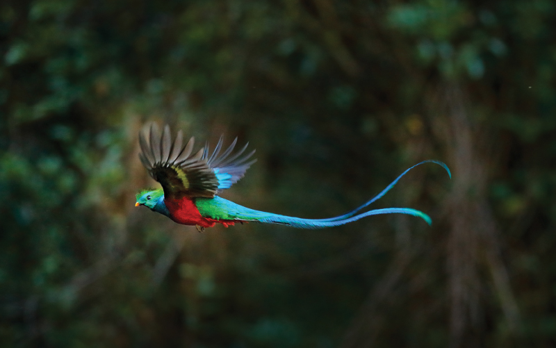 birdwatching costa rica