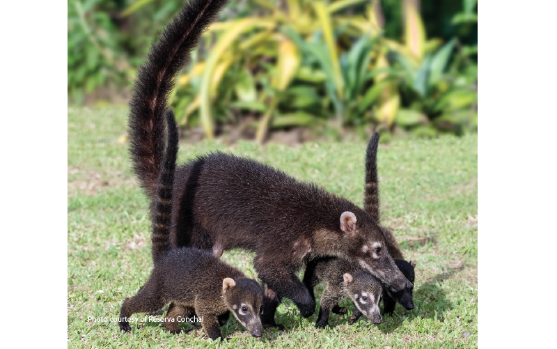 wildlife reserva conchal costa rica