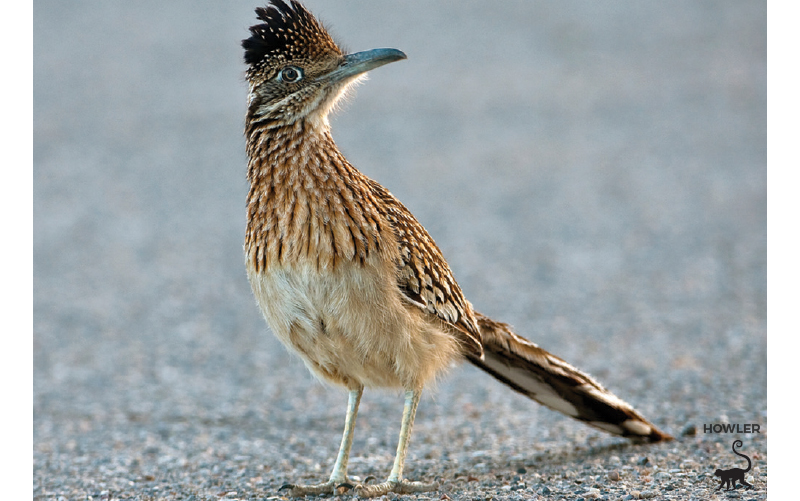 roadrunner-bird-costa-rica