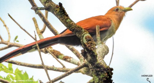 Cuckoo, Cuckoo!  Not a Rare Sound in Costa Rica