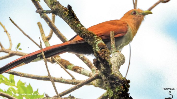 Cuckoo, Cuckoo!  Not a Rare Sound in Costa Rica