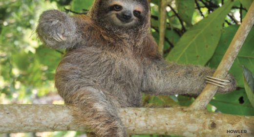 Difference between two-toed and three-toed sloths