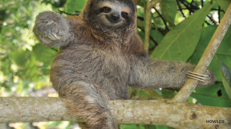 Difference between two-toed and three-toed sloths