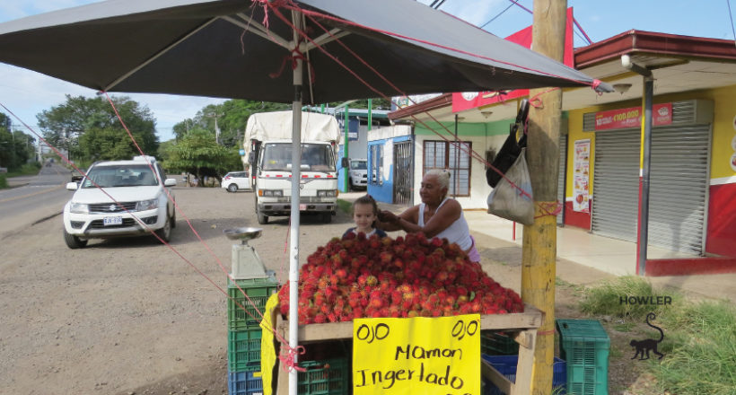 Mamón Chino Season in Costa Rica